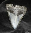 Megalodon Tooth With Beautiful Coloration #940-1